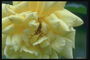 Pale-yellow rose