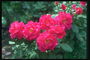 बुश गुलाब. छोटे उज्ज्वल गुलाबी फूल.