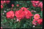 Bush roses, avec de grandes fleurs ondulent pétales.