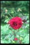 玫瑰花蕾的勃艮第色彩。