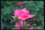 玫瑰色调的粉红色的花蕾