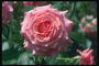 Rose bladoróżowy w rosy.