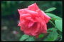 Bud của hoa hồng sau khi mưa.