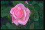Hoa hồng với màu hồng nhẹ nhàng-torn mép của petals.