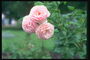 Các chi nhánh của hoa hồng. Hoa nhỏ, tròn nhỏ với petals.