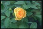 छोटे फूल गुलाब, पीला रंग. गहरे हरे पत्ते.