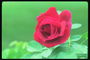 红玫瑰的浅绿色背景。