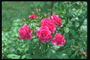 Bush róże. Acid-różowe kwiaty i pąki.