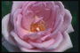 Rosa scarlatto con la lacerato bordi dei petali.