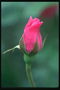 Bud roses brillants de color rosa.
