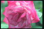 粉红玫瑰完整的心。