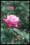 लाल कम पंखुड़ी के साथ गुलाबी गुलाब.