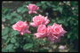 Bušo švelniai rožiniai rožės, su blizgančiu blizgesį.
