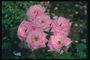 Bush roses, avec des pétales de torsion aiguë.