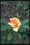 Trà hoa hồng với màu xanh lá nhỏ tối tăm.