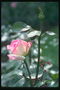 花蕾粉红色和白色的玫瑰。