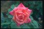 Rose petals dengan tajam.
