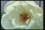 Rosa Blanca, amb un nucli buit, a curt i estams.