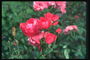 Bunga mawar merah dengan panjang petals.