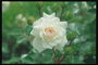 अंकुर के साथ सफेद गुलाब की शाखा.