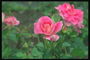 Pink shades của hoa hồng, với torn cạnh của petals.