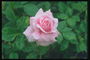 Przetarg różowa róża z kroplami rosy