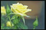 玫瑰花蕾的柠檬色彩，雨后。