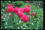 Krzewy róż ciemny kolor różowy na długich nogach.