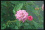 Hoa hồng màu hồng quăn.