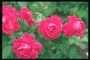 Dark różowe róże, z okrągłymi płatków, rozdarty krawędzi.