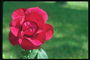 暗红色的玫瑰，圆花瓣。