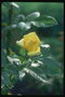 Bud d\'une rose jaune, avec des feuilles de papier glacé.