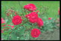 Cabang mawar merah dengan bud.