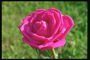 明亮的粉红色的玫瑰花。