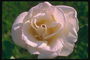 Rose pâle, rose, avec un grand tour de pétales.