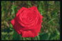 Црвени баршуна ружа.
