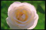 最细微的奶油玫瑰。