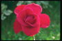 Red Rose avec de longs pétales.