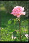 Warna pink rose pada tebal dengan tangkai kecil daun hijau.
