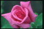 Bright розова роза с дългогодишен венчелистчета.