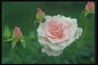 Rožės baltos spalvos su šviesiai rožinis sredinkoy ir rozszarpane kraštų.