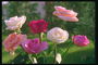 Rožės. Range atspalvių baltos, raudonos, rožinės ir raudonos
