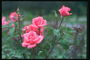 गहरे हरे रंग की कली के साथ गुलाबी गुलाब के फूल के रंग के.
