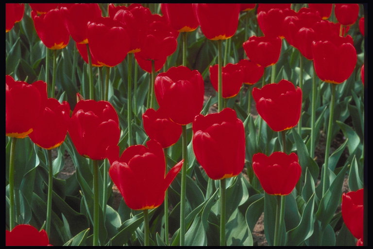Łóżko czerwonych tulipanów.