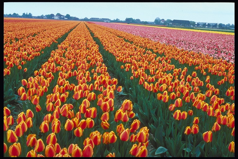 Le champ de tulipes orange-rouge.