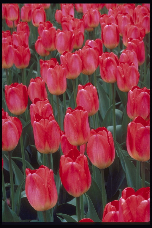 Rosa oscuro con largos pétalos de tulipanes.