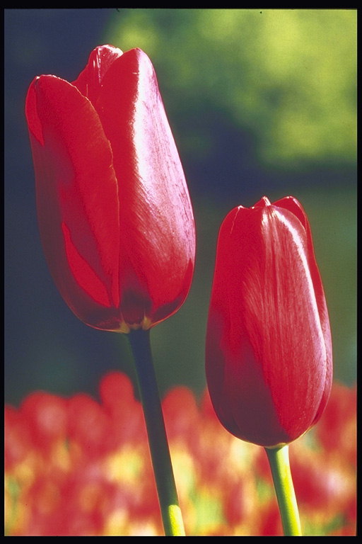 Tmavě-červené tulipány s tenký lístků.