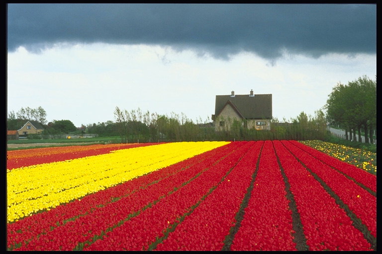 ฟิลด์ของสีส้ม, สีแดง, สีเหลือง tulips และบ้านเกี่ยวกับชานเมือง.
