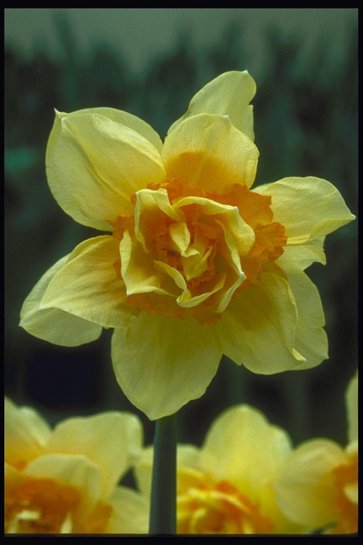 Tulip citron nuance.
