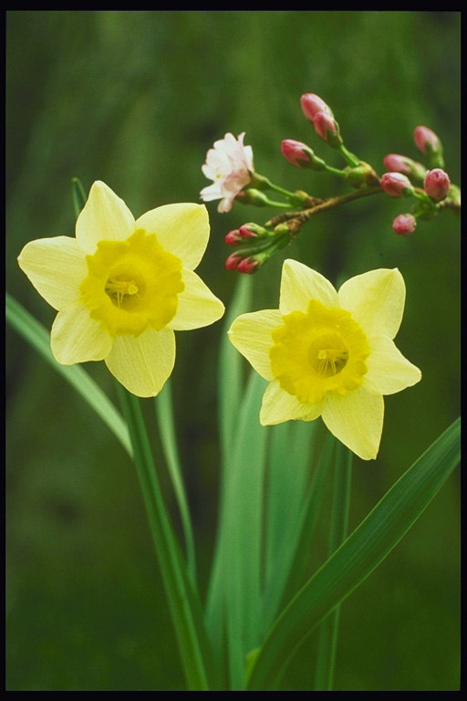 Luce tulipano giallo su un lungo gambo e ramoscello mela.